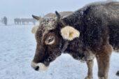 Ağrı dondu, hayvanlar buz kesti