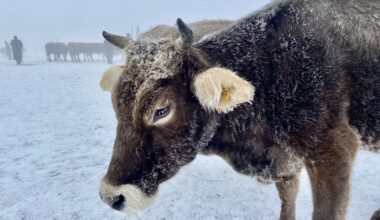 Ağrı dondu, hayvanlar buz kesti
