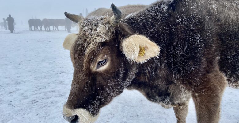 Ağrı dondu, hayvanlar buz kesti