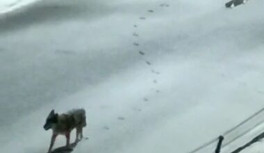 Ağrı’da aç kalan kurtlar yerleşim yerlerine indi