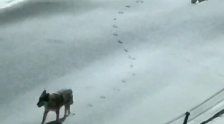 Ağrı’da aç kalan kurtlar yerleşim yerlerine indi