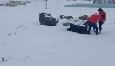 Diyadin’de Kızılay Gönüllüleri, Sokak Hayvanlarını Unutmadı