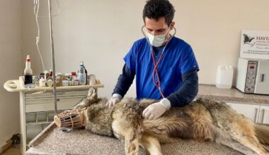 Ağrı’da kent merkezine yiyecek aramak için inen kurt, ekipler tarafından yakalandı