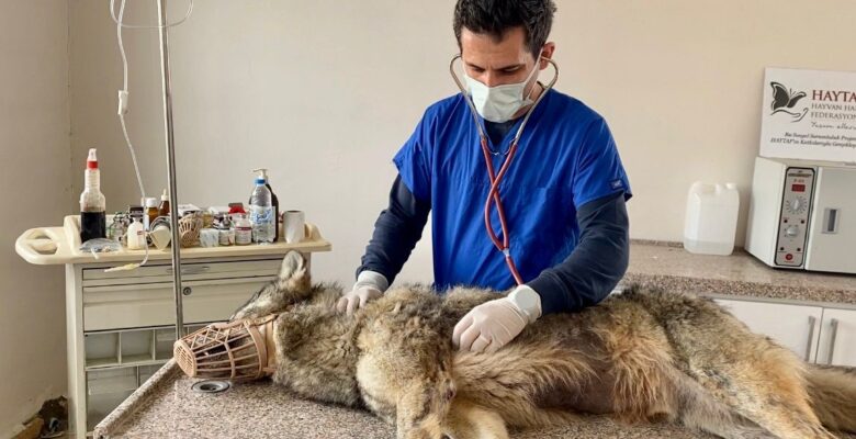 Ağrı’da kent merkezine yiyecek aramak için inen kurt, ekipler tarafından yakalandı