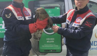 Yaralı şahine jandarma sahip çıktı