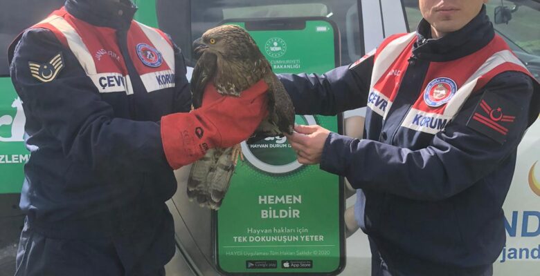 Yaralı şahine jandarma sahip çıktı