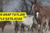 TİGEM’den Arap Tayı satış ihalesi