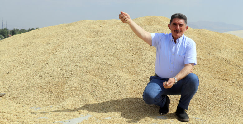 Ağrı’da 60 bin tonla rekor hububat rekoltesi bekleniyor