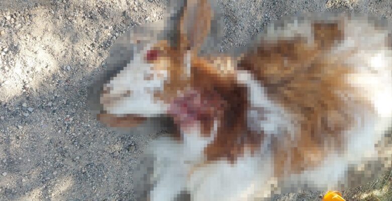 Sokak köpekleri gündüz vakti 3 keçiyi parçaladılar