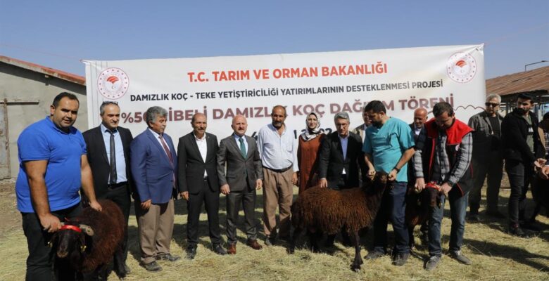 Ağrı’da yüzde 50 Hibeli Damızlık Koç Dağıtım Töreni Gerçekleşti