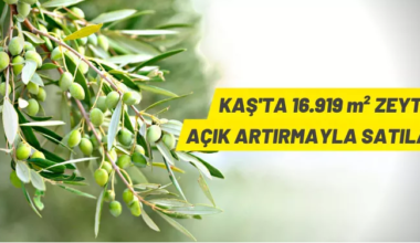Antalya Kaş’ta 16 bin 919 m² zeytinlik satışa çıkarıldı
