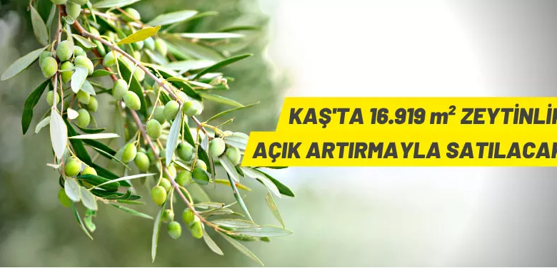 Antalya Kaş’ta 16 bin 919 m² zeytinlik satışa çıkarıldı