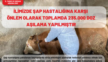 Ağrı’da 235 bin hayvan aşılandı