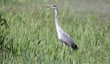 Ağrı Dağı’ndaki Erhacı Sulak Alanı’nda belirlenen kuş türü sayısı 94’e yükseldi