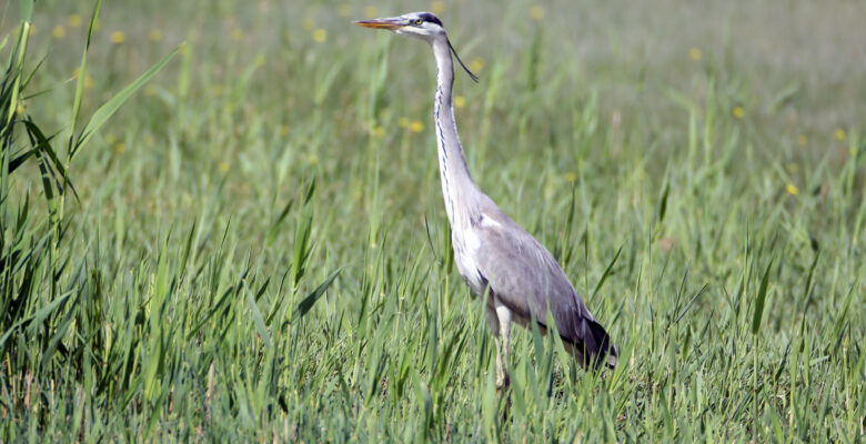 Ağrı Dağı’ndaki Erhacı Sulak Alanı’nda belirlenen kuş türü sayısı 94’e yükseldi