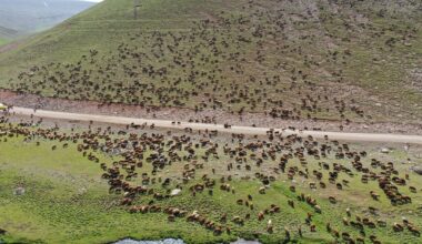 Ağrı’da Yeşile bürünen Sinek Yaylası küçükbaş hayvan sürülerini ağırlıyor