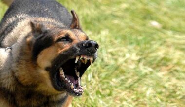 Ağrı’da sahipsiz köpeğin saldırısına uğrayan öğrenci yaralandı