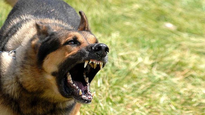 Ağrı’da sahipsiz köpeğin saldırısına uğrayan öğrenci yaralandı