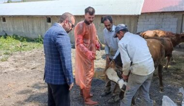 Ağrı’da 97 Büyükbaş Kurbanlık İhtiyaç Sahiplerine Ulaştırılacak