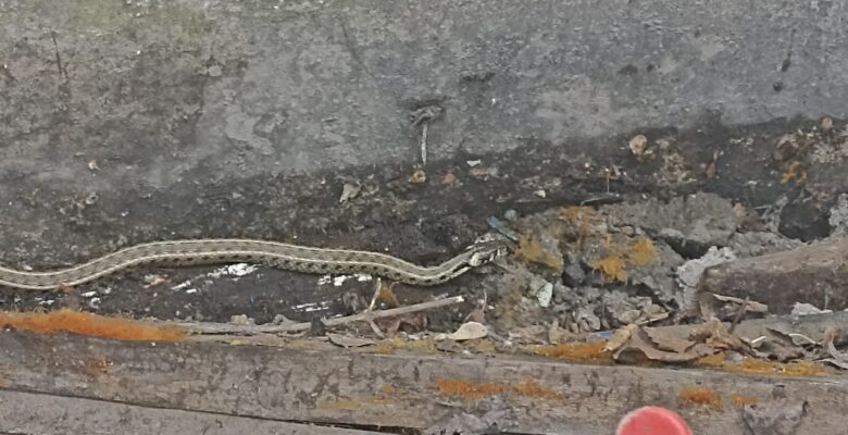 Ağrı’da eve girmeye çalışan yılanı itfaiye ekipleri yakaladı
