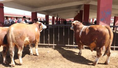 Ağrı’dan Batı illerine kurbanlık sevkiyatı arttı