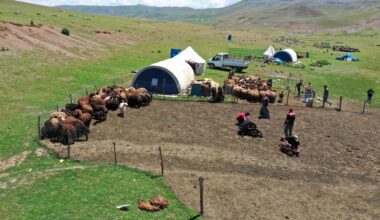 Sinek Yaylası’nda göçerler “koyun kırkma” mesaisine başladı