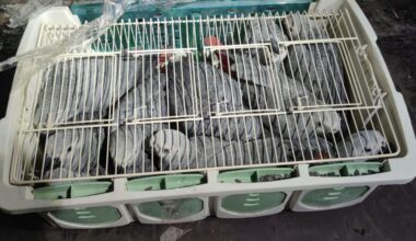 Ağrı’ya kaçak getirilen 46 papağan korumaya alındı