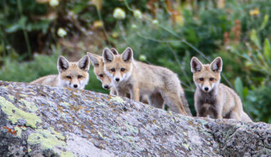 Ağrı’da sevimli tilki yavruları kameralara yansıdı