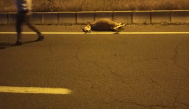 Ağrı’daki kazada büyükbaş hayvanlar telef oldu