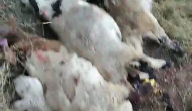 Ağrı’da yıldırım düşmesi sonucu bir çoban yaralandı, 30 koyun telef oldu