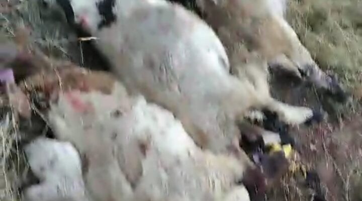Ağrı’da yıldırım düşmesi sonucu bir çoban yaralandı, 30 koyun telef oldu