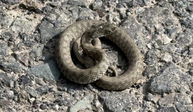 Ağrı Dağı civarında 31 sürüngen ve amfibi türü yaşıyo