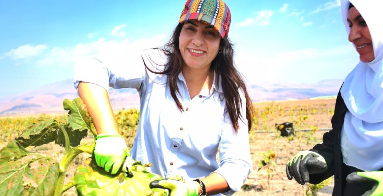 Doğubayazıt’ta kadınların üretim yaptığı tarlalarda hasat başladı