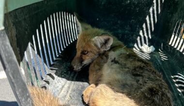 Yaralı tilki yavrusunu jandarma kurtardı