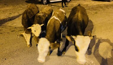 Ağrı’da hayvan hırsızlığı yapan bir kişi yakalandı