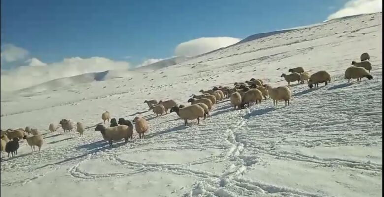 Ağrı kar yağışı etkili oldu