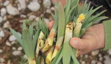 Doğanın Mucizesi Çiriş Otu Tezgahtaki Yerini Aldı