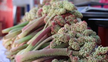 Binbir Derde Deva ‘’ Uşkun’’