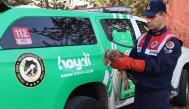 Ağrı’da Yaralı Şahin Tedavi Altına Alında