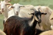 Çiftçilere Damızlık Koyun-Keçi Desteği