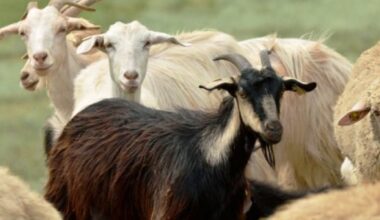 Çiftçilere Damızlık Koyun-Keçi Desteği