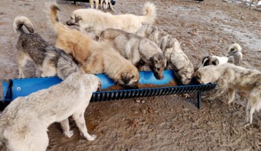 Ağrı Belediyesi Sokak Hayvanları İçin Çalışmalarını Sürdürüyor