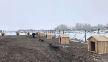 Ağrı Hayvan Barınağına Haytap’tan Destek