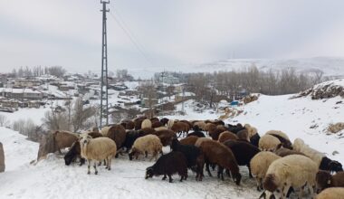 Çiftçilerin Zorlu Mesaisi