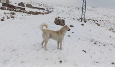 Koyun Sürülerinin Güvencesi  Çoban Köpekleri