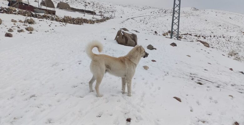 Koyun Sürülerinin Güvencesi  Çoban Köpekleri