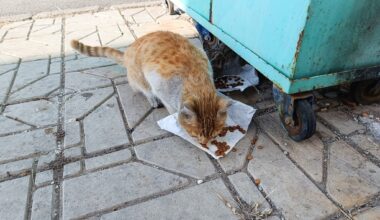 Ağrı’da Soğuk Havalarda Kedilere Şefkat Eli