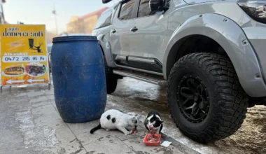Ağrı’da Esnaflardan Sokak Hayvanlarına Destek